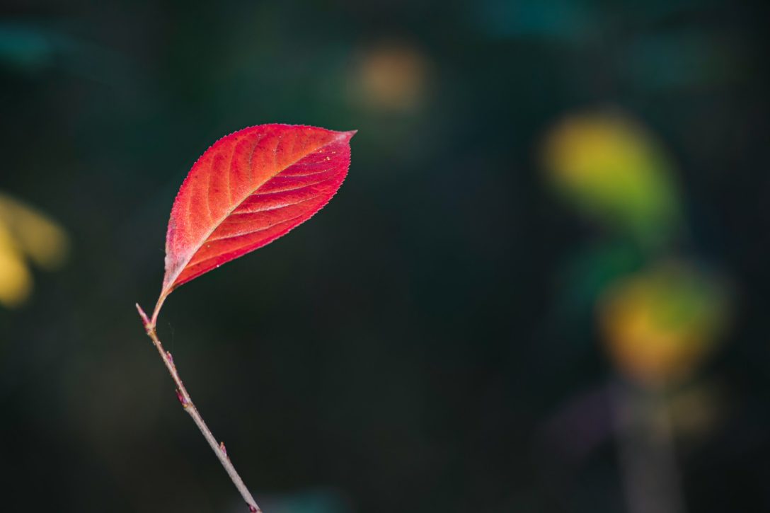 A red oblong leaf with a pointed tip attached to a bare stem. Photo by Olli Kilpi on Unsplash